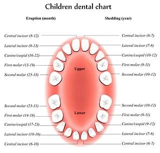 Dental Diagram of a Child Mouth